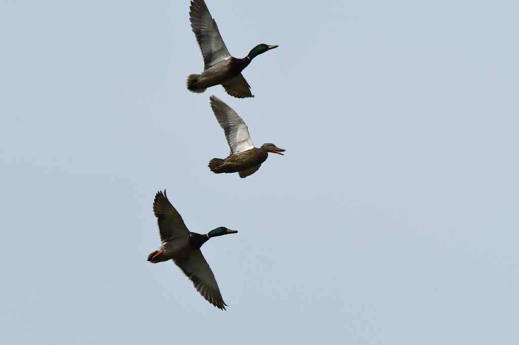 Duck, Mallard, 2018-05163224 Parker River NWR, MA.JPG - Mallards in flight. Parker River National Wildlife Refuge, MA, 5-16-2018